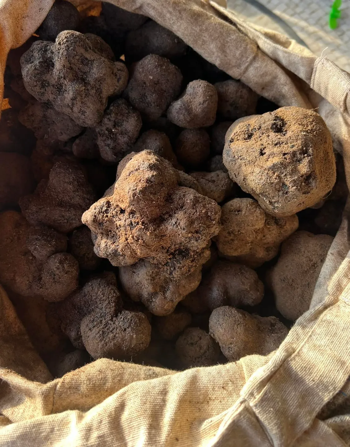 Truffes noires