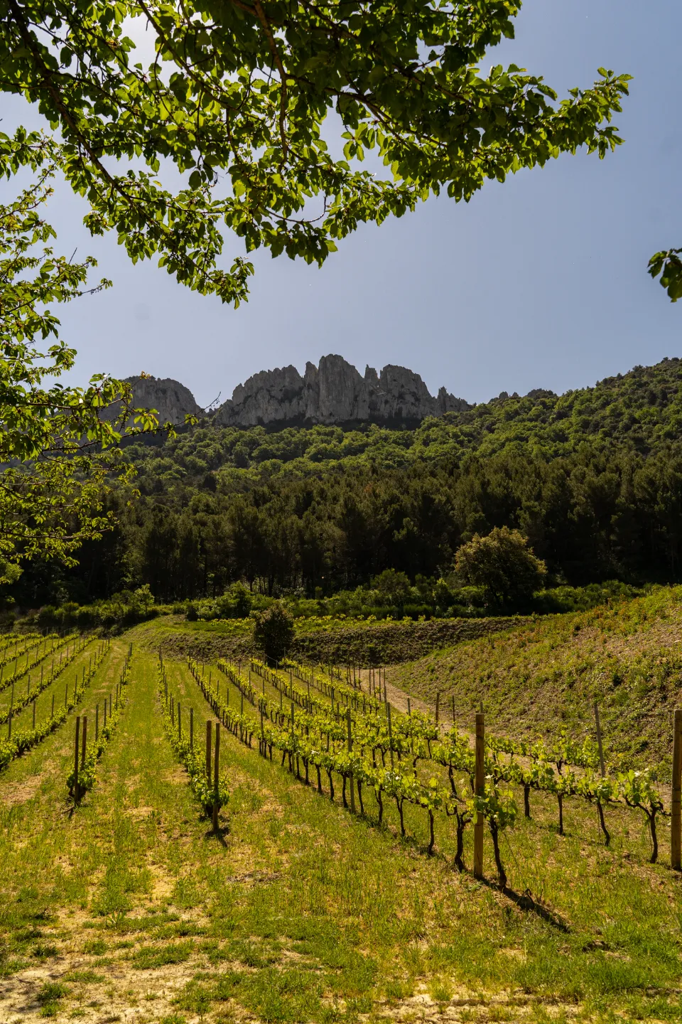 Vignes et Dentelles de Montmirail