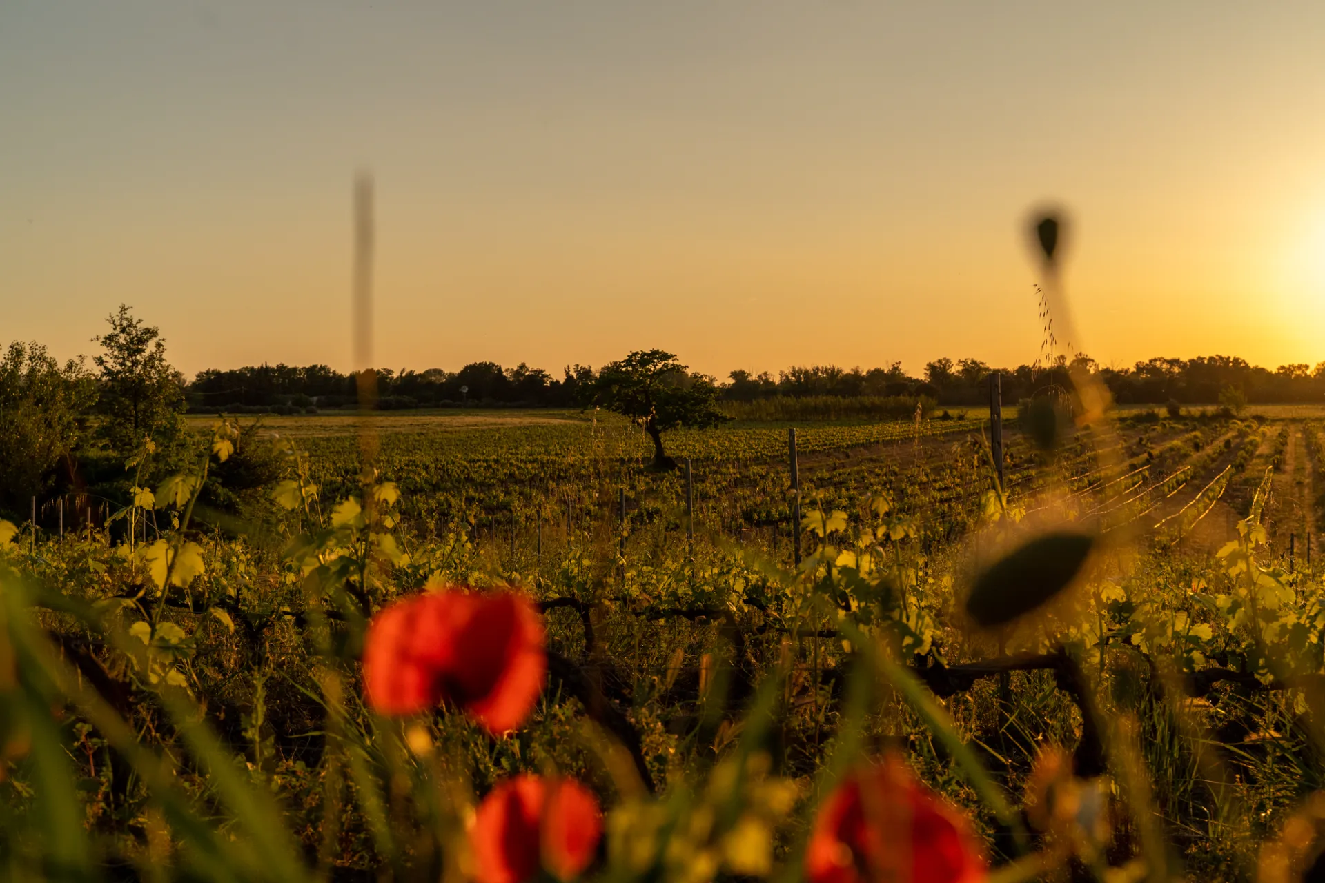 Vignes de Provence
